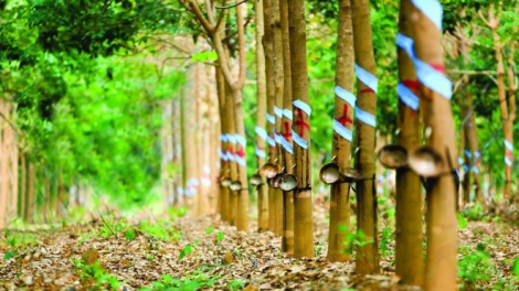 Cao su Thống Nhất (TNC) lãi vượt kế hoạch năm 20% dù lợi nhuận quý III/2022 giảm 78%