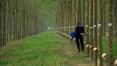 Cao su Đồng Phú (DPR): Chốt ngày chia cổ tức còn lại năm 2021 bằng tiền 20%