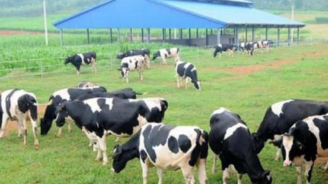 Quý I/2022, Vilico (VLC) báo lãi gần 60 tỷ đồng, tài sản tăng 48% 