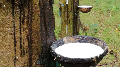Cao su Thống Nhất (TNC) chốt quyền trả cổ tức bằng tiền tỷ lệ 20%
