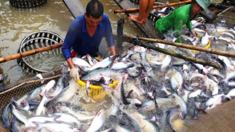 Vì đâu 'vua cá tra' một thời - Thủy sản An Giang (AGF) chìm trong thua lỗ, âm vốn sở hữu 169 tỷ đồng?
