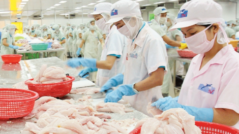 Xuất khẩu gần 9 triệu USD cá tra sang khối CPTPP