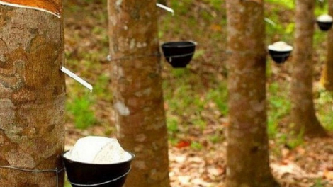 Cao su Phước Hòa (PHR) báo lãi hơn 500 tỷ đồng sau 9 tháng