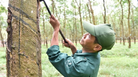 Tập đoàn Công nghiệp Cao su Việt Nam (GVR) sắp chi 1.400 tỷ trả cổ tức