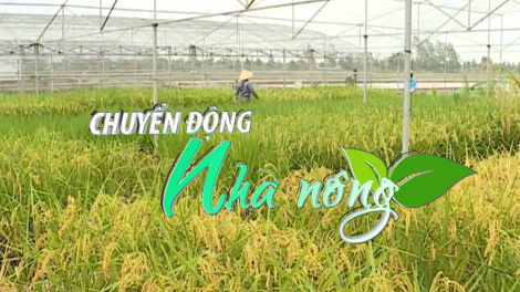 Chuyển động Nhà nông 15/2: Xuất khẩu gạo đặc sản ST24, ST25 tăng 4 lần sau 3 năm