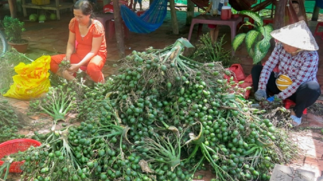 Trung Quốc gom mua cau non giá cao, Cục Trồng trọt khuyến cáo không trồng ồ ạt