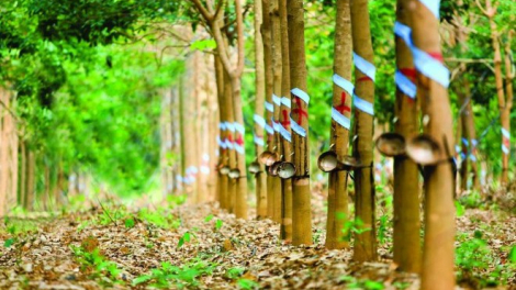Nhờ chuối và mủ cao su, Cao su Thống Nhất (TNC) lãi lớn trong quý I/2023