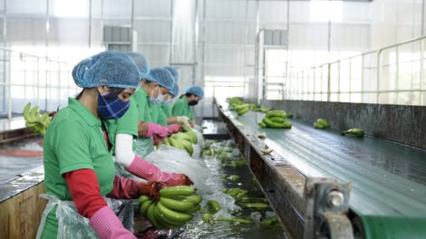Đại hội đồng cổ đông thường niên 2023 HNG: Thực hiện sản xuất nông nghiệp quy mô lớn, dự kiến thu 1.282 tỷ đồng