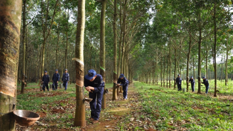 Cao su Thống nhất (TNC) lên kế hoạch lợi nhuận giảm 42,7%