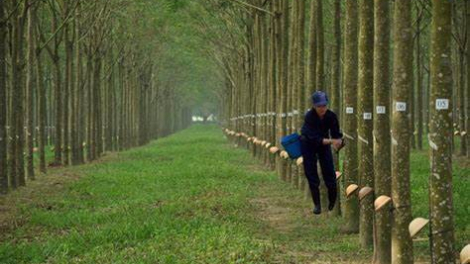 Cao su Phước Hòa (PHR) chốt chia cổ tức năm 2022 tỷ lệ 59,5%, dự kiến tối thiểu 30% năm 2023