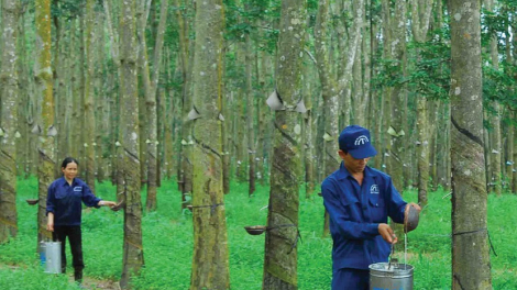 Mủ cao su mất giá, Cao su Tây Ninh (TRC) lên kế hoạch lợi nhuận giảm 10%