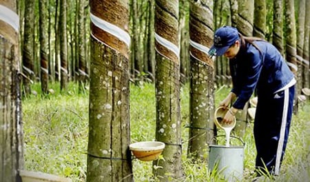 Cao su Hòa Bình (HRC): Lãi quý II tăng 11,6%, trữ tiền giảm mạnh 43,4%