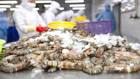 Minh Phú lỗ hơn 88 tỷ trong 6 tháng đầu năm, chiến lược của ông Lê Văn Quang có đưa MPC về đích?