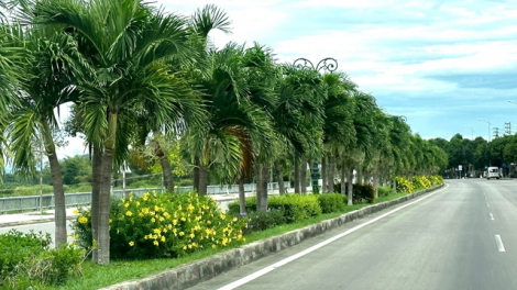 Trước “lệnh” hạn chế trồng, cau vua đã hiện diện trên tuyến đường đẹp nhất nhì tỉnh Quảng Ngãi