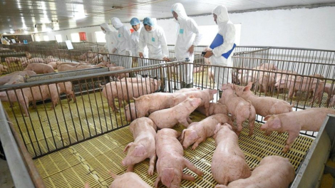 Dabaco báo lãi quý III cao nhất 5 quý nhờ giá lợn hơi tăng mạnh