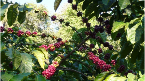 Giá cà phê hôm nay 8/2: Sàn quốc tế, cà phê Robusta tăng, trong nước gần chạm mốc 79.000 đồng/kg
