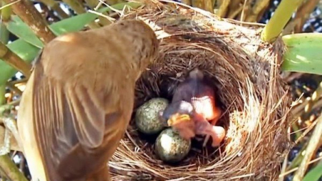 Loài chim này được mệnh danh là “quỷ chim”, rất tàn độc và vô trách nhiệm