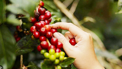 Giá cà phê ngày 14/4: Robusta leo lên mức cao kỷ lục mới