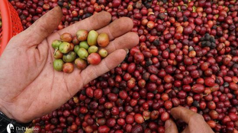 Giá cà phê ngày 17/5: Cà phê nội địa đồng loạt tăng, Robusta sàn thế giới cũng nhảy giá