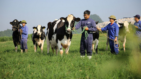 [Biz Insider] Cổ phiếu MCM lên sàn HoSE, Mộc Châu Milk có gì?