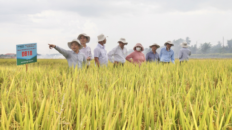 Nông dân Đà Nẵng mê mẩn với bộ ba giống lúa của Vinaseed