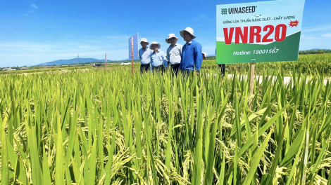 Bộ giống lúa của Vinaseed có đặc tính gì mà nông dân Quảng Nam trầm trồ khen ngợi?