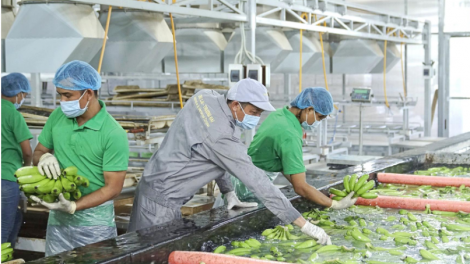 Chốt ngày hủy niêm yết cổ phiếu HNG của Công ty CP Nông nghiệp Hoàng Anh Gia Lai (HAGL Agrico)