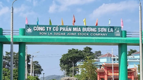 Vừa báo lãi khủng, Mía đường Sơn La (SLS) chốt ngày trả cổ tức tỷ lệ 200%