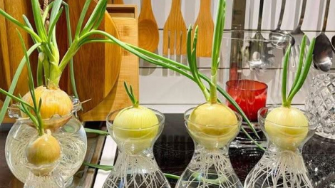 Xôn xao đặt củ hành tây trong phòng 'diệt virus' cúm, bác sĩ nói gì?
