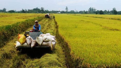Giá gạo giảm mạnh, NHNN chỉ đạo 'khẩn' về cho vay phục vụ sản xuất, chế biến,... gạo khu vực ĐBSCL