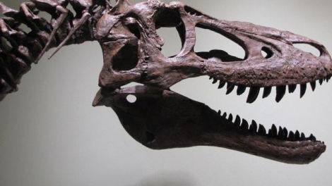 Tá hỏa vì hóa thạch khủng long T-Rex duy nhất bị rao bán trên eBay