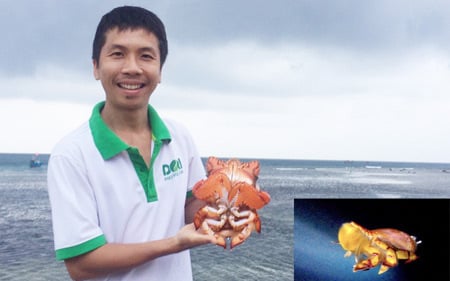 Quảng Ngãi: Người mang tiếng 'dở hơi' bỏ tiền túi tìm cách hồi sinh loài cua tiến vua
