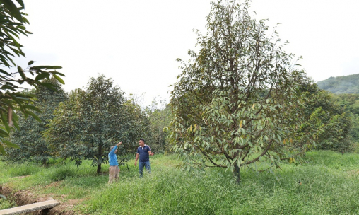 Giải pháp  phòng trị tuyến trùng và vàng lá thối rễ do Fusarium sp.