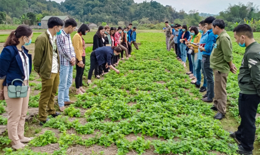 Cây 'vàng đen' là cây gì mà dân một huyện của Lạng Sơn hễ nhà nào trồng đều có của ăn của để?