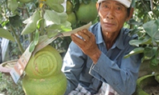'Hô biến' bưởi hồ lô “độc', lạ và siêu ngộ nghĩnh ở Khánh Hòa