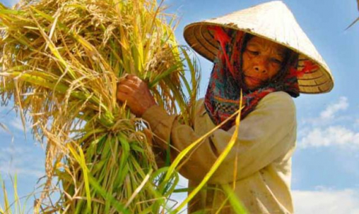 Nông dân muốn nói thật với Thủ tướng: Trồng lúa được 70.000đ/ngày