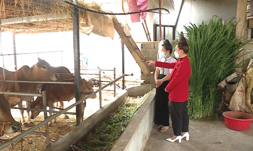 Video: Phụ nữ vùng cao Sơn La mách nhau cách vượt khó làm giàu