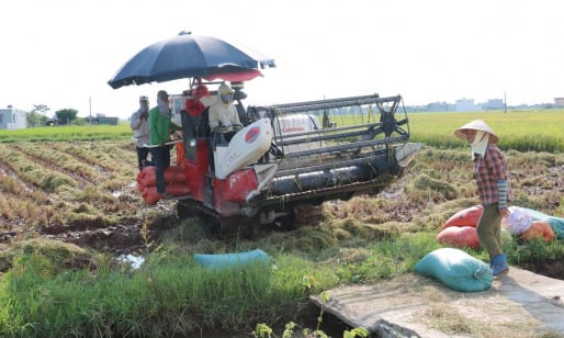 Thái Bình phát triển HTX nông nghiệp gắn với xây dựng nông thôn mới