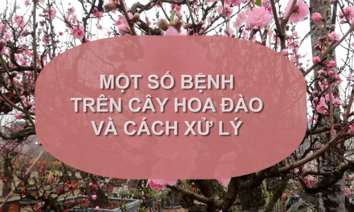 SỔ TAY NHÀ NÔNG: Một số bệnh thường gặp ở cây hoa đào và cách xử lý