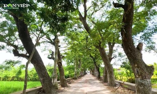 Chiêm ngưỡng ngôi chùa Khmer có hàng còng cổ thụ đẹp như phim Hàn Quốc ở An Giang
