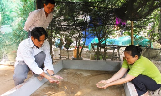 Nông dân Bến Tre xử lý chất thải chăn nuôi bằng loài động vật 'nhỏ nhưng có võ'