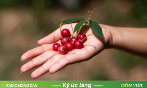 Dưới tán cây trứng cá…
