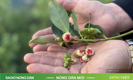  Lửa ấm miền phên giậu: Sự tích 'Quẩy ăn lá hồi' (Kỳ 1)
