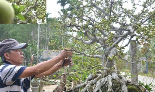 Quảng Ngãi: Độc đáo cây sanh không lá nhưng trái chi chít đầy cành