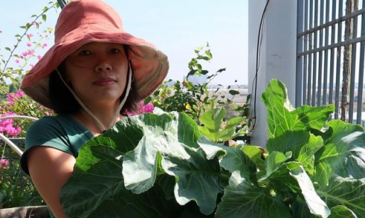 Chán việc văn phòng về trồng vườn rau trên sân thượng, vạn người mê
