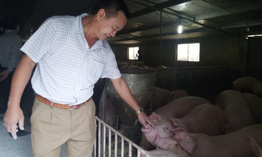 Giá heo hơi hôm nay 19/2: Giảm sâu, thịt lợn vẫn cao nông dân thiệt