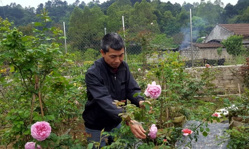 Đi lạc vào khu vườn hơn 2.000 gốc của ông 'vua' hoa hồng xứ Lạng