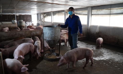 Bình ổn giá thịt lợn: Đưa giá lợn xuống 60.000 đồng/kg vào tháng 9