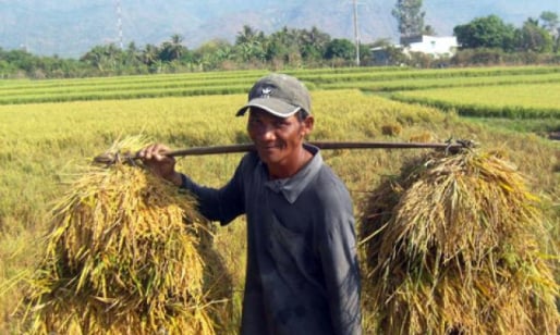 Mùa gặt lúa quê tôi