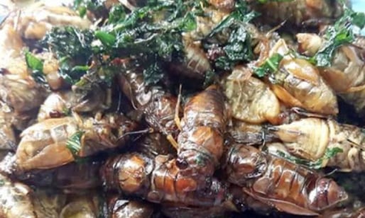 Nhộng ve sầu đầu hạ